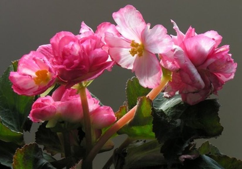 Flowers That Mean Knowledge