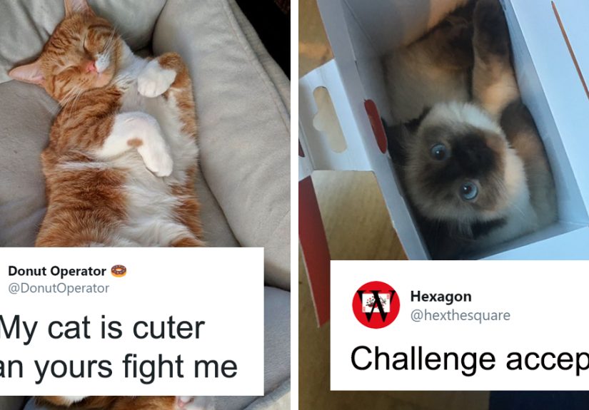 Guy “Tricks” People Into Sending Them Cute Cat Pics