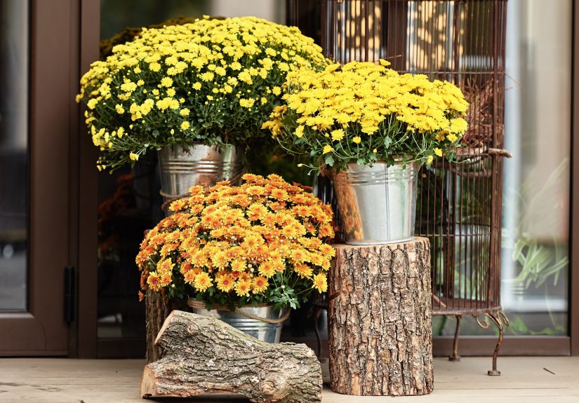 Here's Why You Should Soak Your Fall Mums in a Bucket of Water ASAP