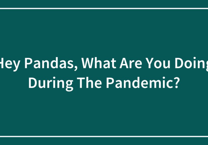 Hey Pandas, What Are You Doing During The Pandemic?