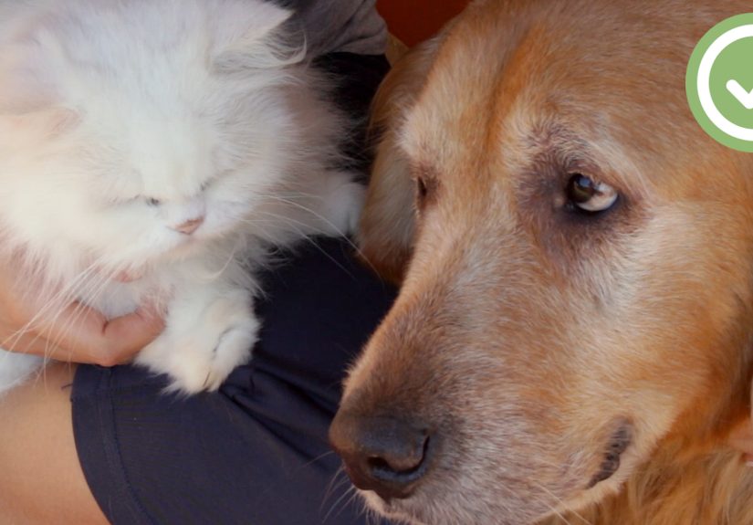 How to Bond With Your Cat: 11 Steps