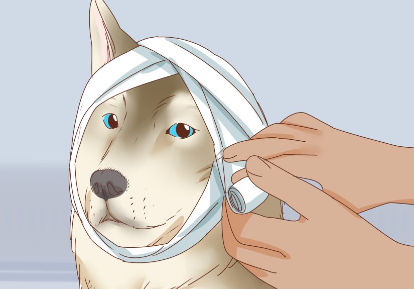 How to Care for a Dog's Torn Ear