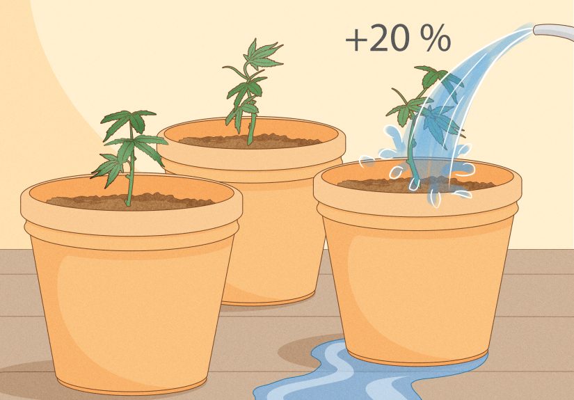 How to Clone Plants Safely: 13 Steps for Healthy Houseplants and Garden Herbs