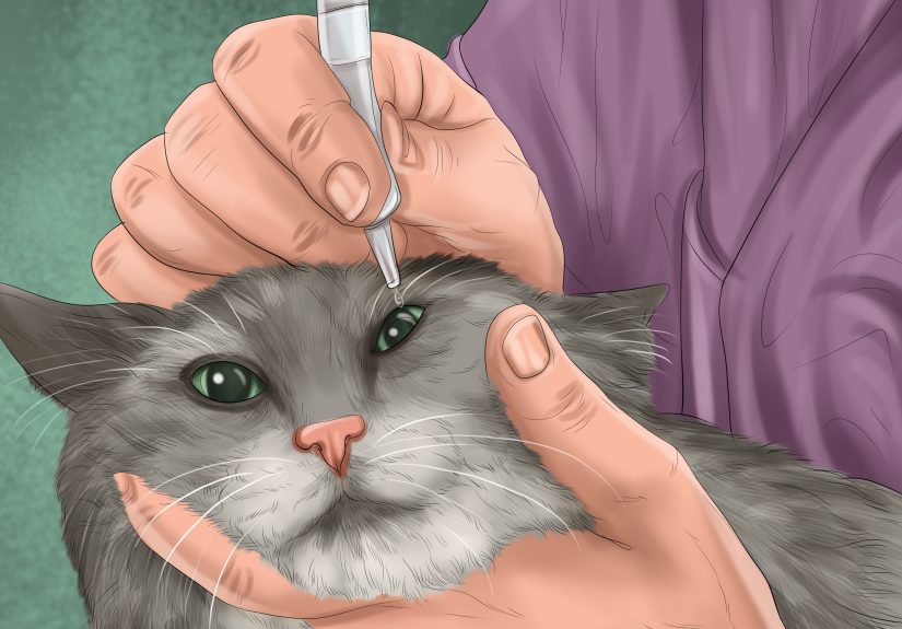 How to Diagnose Feline Cataracts: 12 Steps