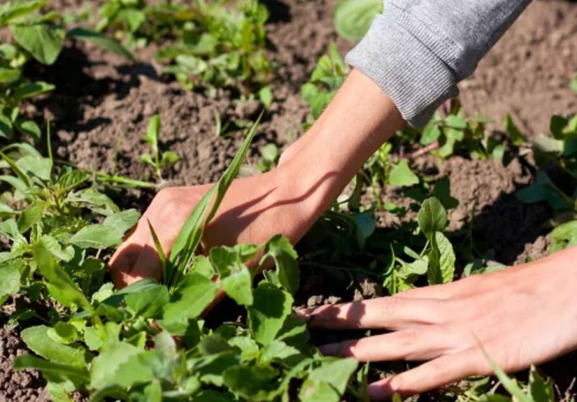 How to Get Rid Of Wild Violets When They Take Over Your Lawn