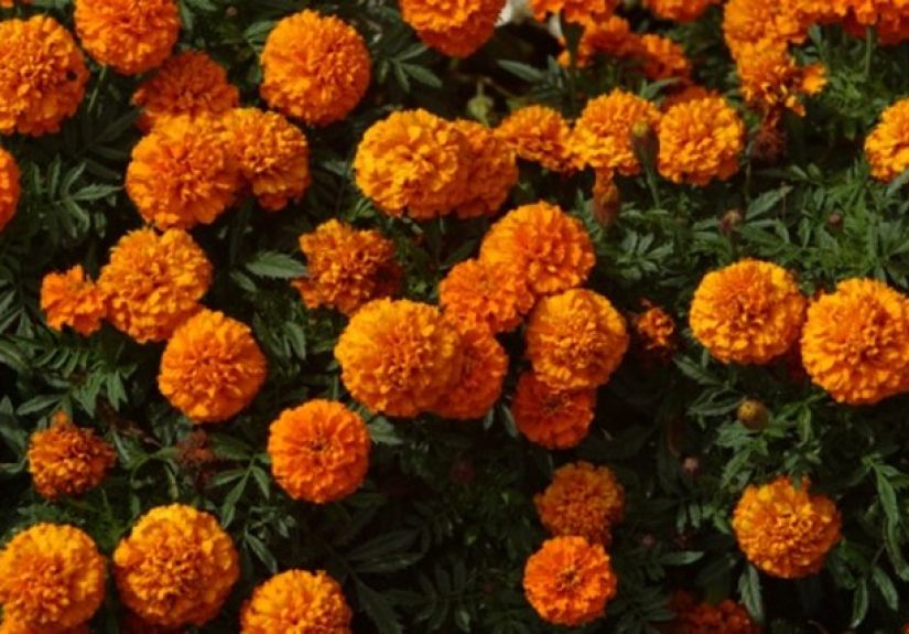 How to Plant Marigolds to Protect Tomatoes