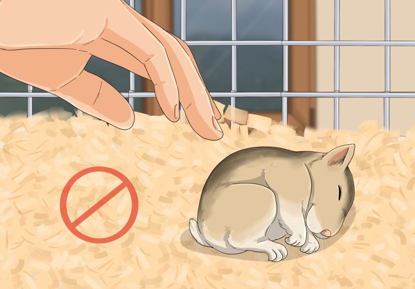 How to Train a Hamster Not to Bite: 14 Steps
