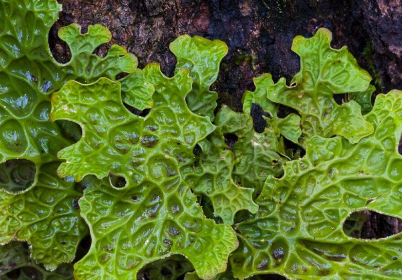 Lungmoss Potential Benefits, Side Effects, Uses, and Where to Get It