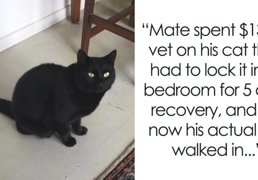 Man Accidentally Kidnaps Neighbour’s Cat Thinking It Was His, And It Escalates Hilariously