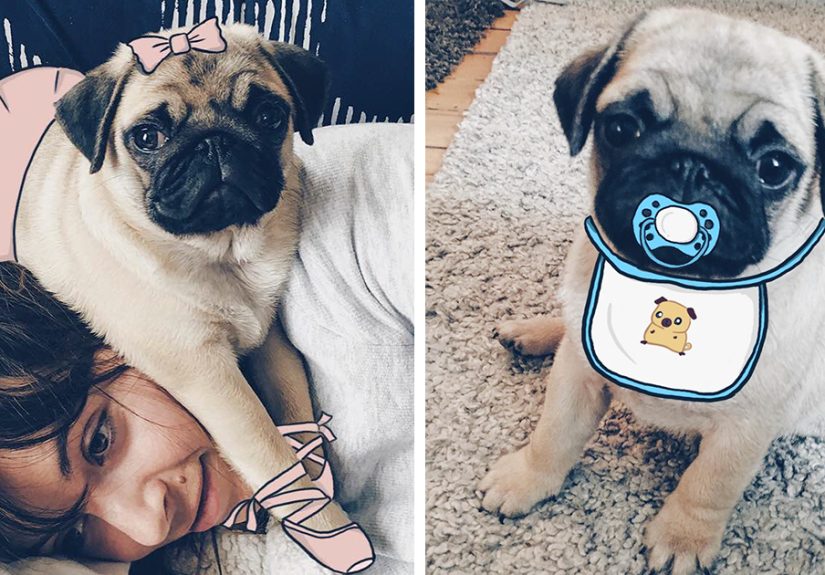 My Girlfriend And I Love To Doodle On Our Pug’s Face (24 Pics)