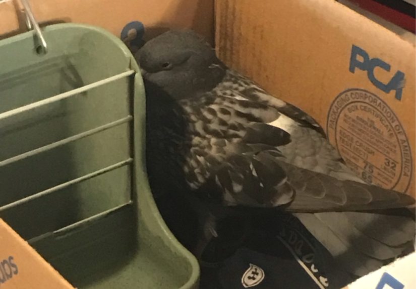 My Mom Found A Pigeon While On A Walk
