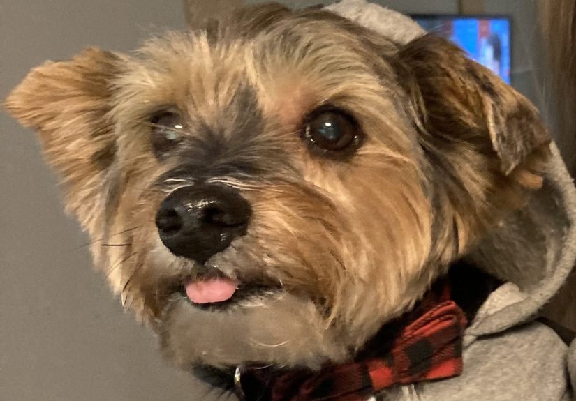 Post A Derpy Picture Of Your Pet!!
