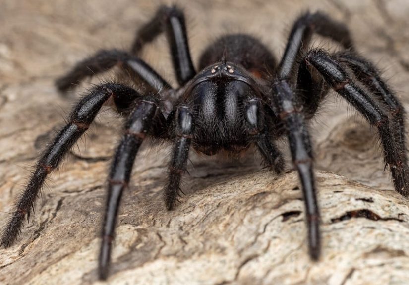 Scientists Created a Drug Based on Spider Venom to Save Heart Attack Victims