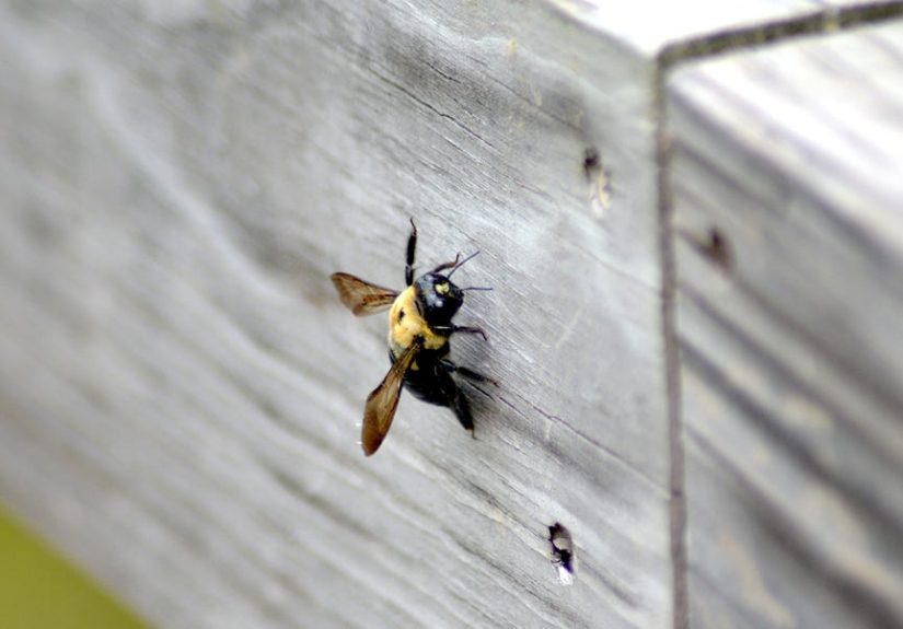 The Best Carpenter Bee Deterrents of 2025