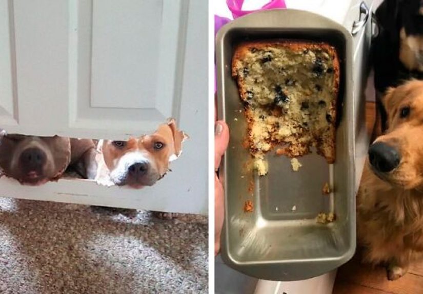 The ‘Guilty Dog’ Challenge Got People Competing About Whose Dog Is The Naughtiest (30 Pics)