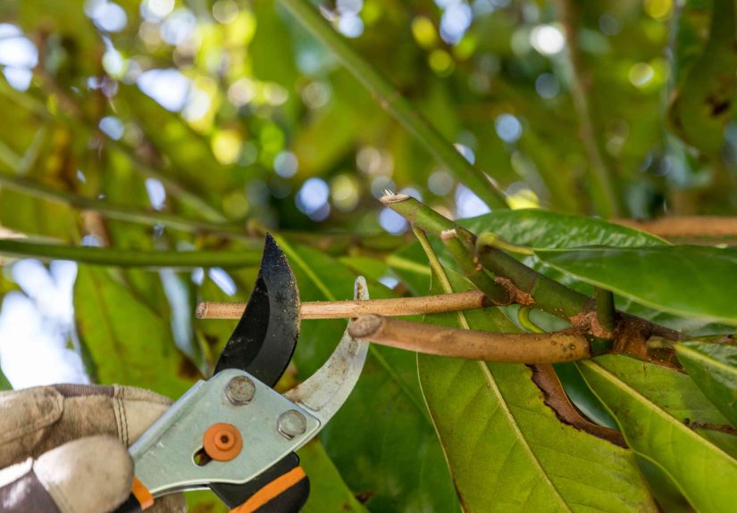 When Is the Worst Time to Prune Trees? What to Know From an Expert