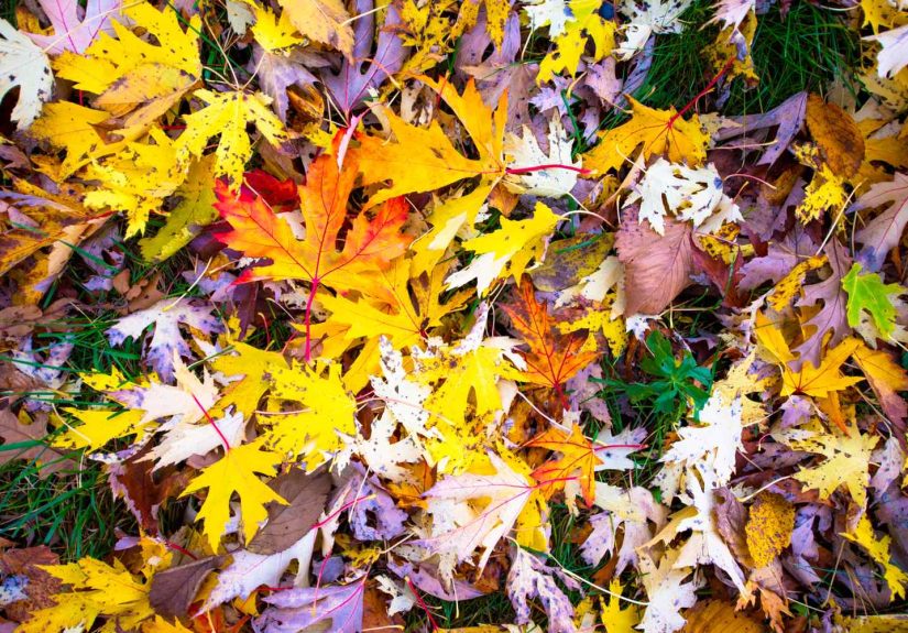 Why You Shouldn't Remove Leaves This Fall (Your Yard Will Thank You!)